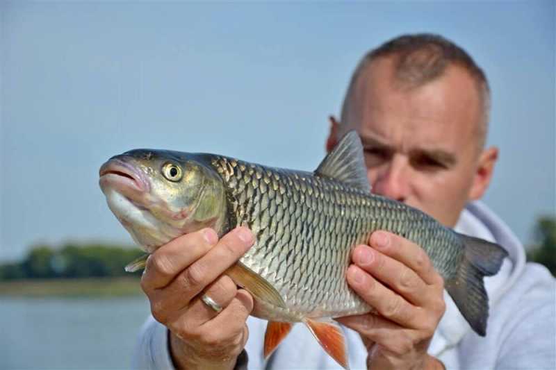 kleń na obrotówkę